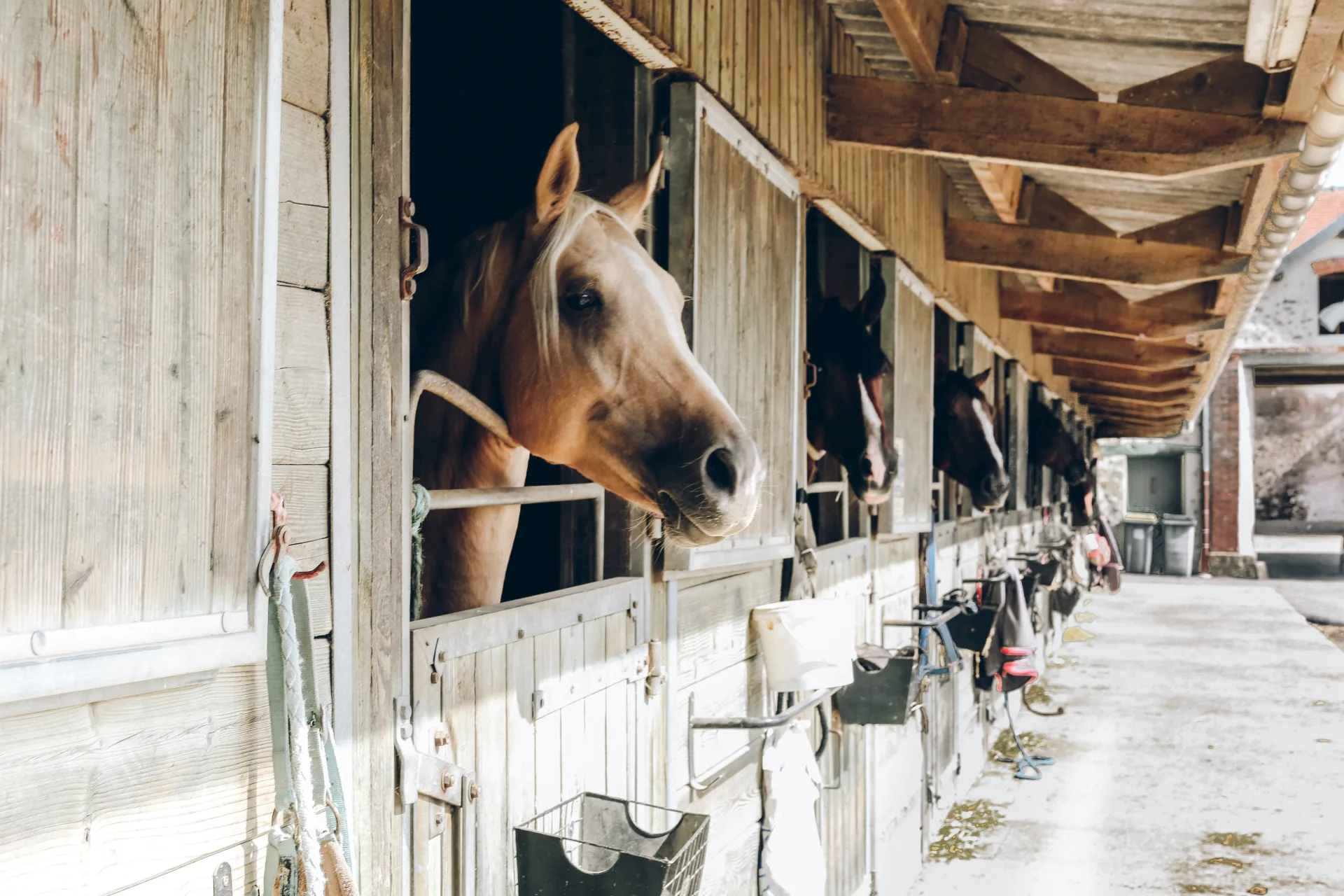 Visuel formation Advanced Master of Equine Science & Business (MS MESB)